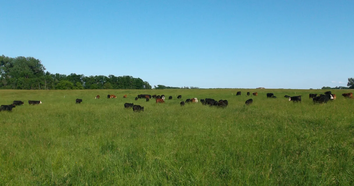 Gado pastando em um campo verde aberto com mata ao fundo