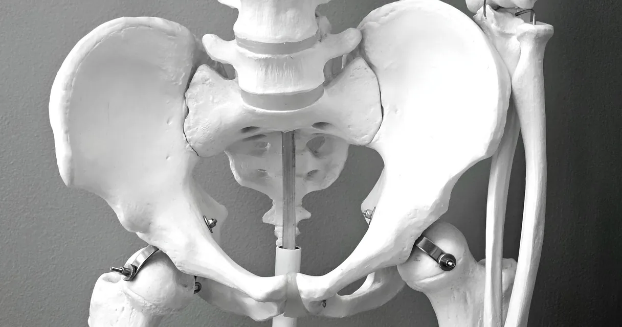 Modelo anatômico da bacia humana com as duas cabeças do fêmur encaixadas